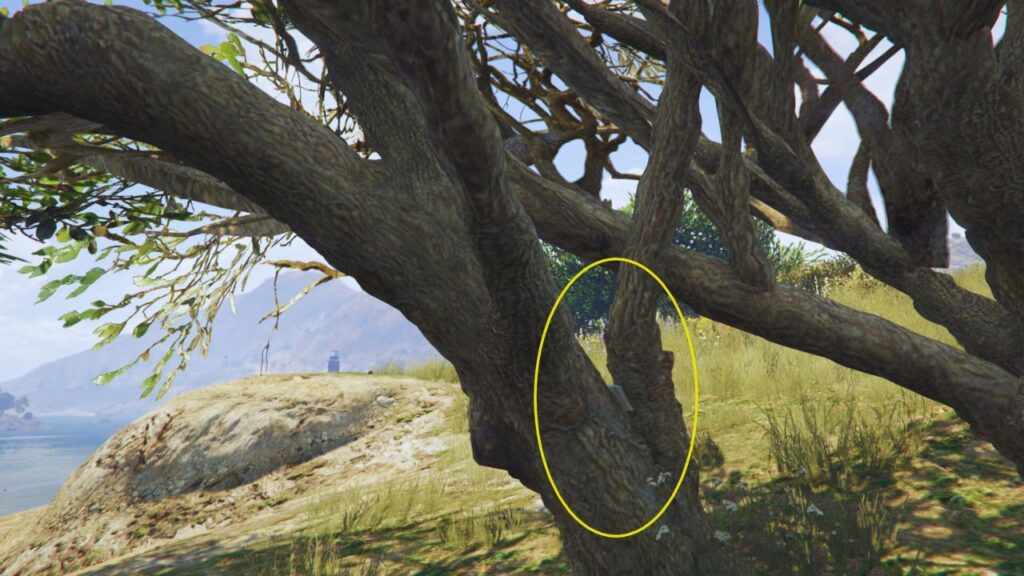 The LD Organics Product wedged in a tree.